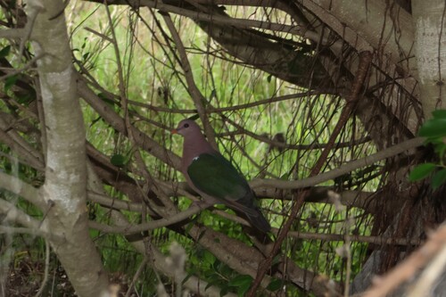 Chalcophaps indica observed 2026-10-29