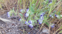 Phacelia curvipes