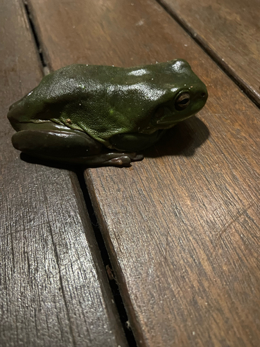 Litoria observed 2026-10-29