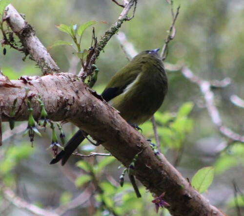 Anthornis melanura observed 2026-10-22