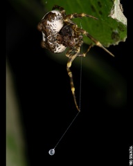 Mastophora cornigera