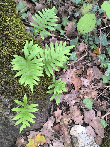 Polypodium vulgare observed 2026-10-29