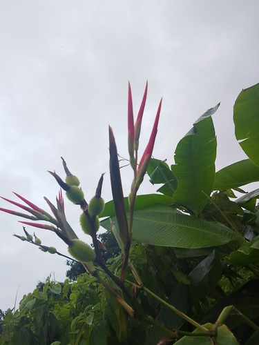 Canna indica observed 2026-10-28