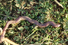 Blanus cinereus