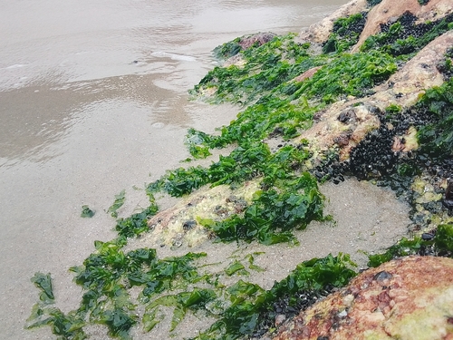 Ulva lactuca observed 2026-10-28