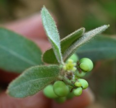 Cocculus hirsutus