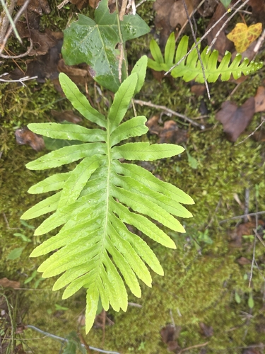 Polypodium vulgare observed 2026-10-29