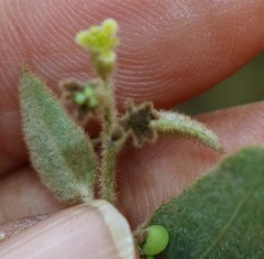 Cocculus hirsutus