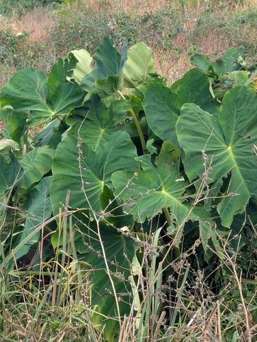 Colocasia esculenta observed 2026-10-29