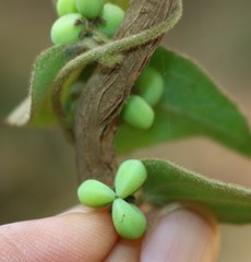 Cocculus hirsutus