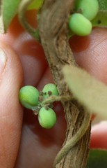 Cocculus hirsutus