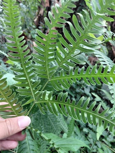 Pteris biaurita observed 2026-10-27