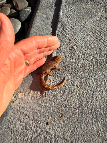 Christinus marmoratus observed 2026-10-29