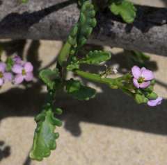 Cakile maritima maritima
