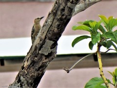 Melanerpes rubricapillus