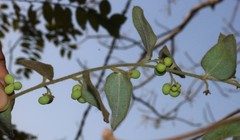 Cocculus hirsutus