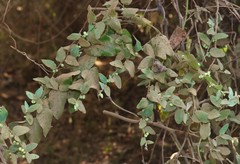 Cocculus hirsutus