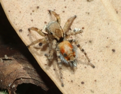 Stenaelurillus metallicus