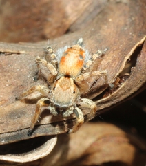 Stenaelurillus metallicus