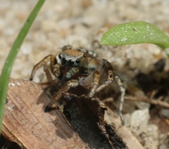 Stenaelurillus metallicus