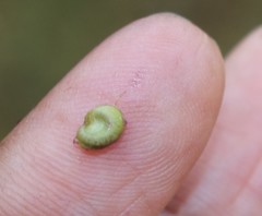 Cocculus hirsutus