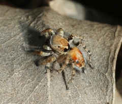 Stenaelurillus metallicus