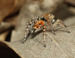 Stenaelurillus metallicus