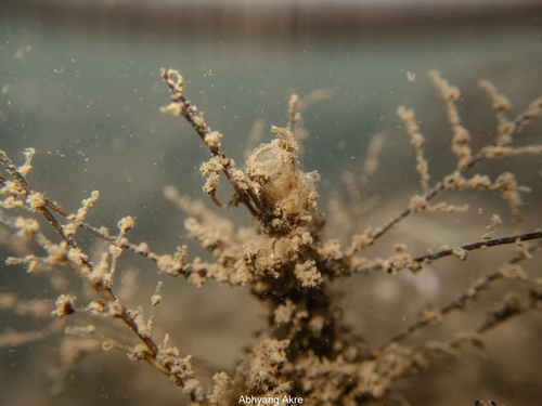 Pennaria disticha observed 2026-10-28