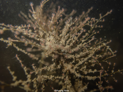 Pennaria disticha observed 2026-10-28