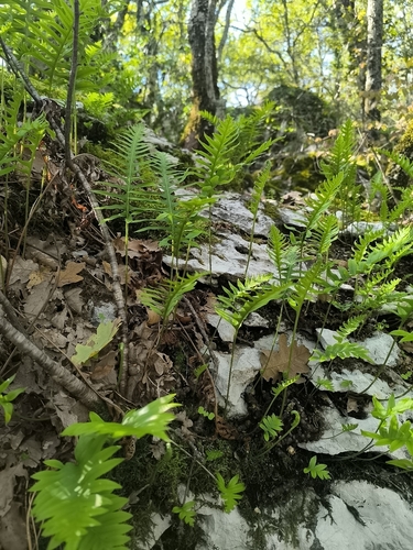 Polypodium vulgare observed 2026-10-29