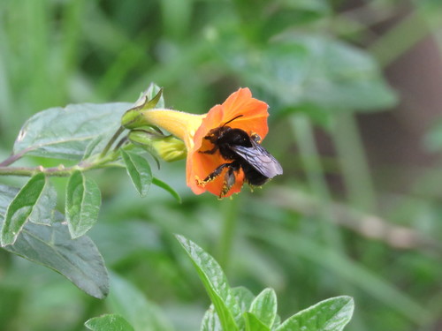 Streptosolen jamesonii