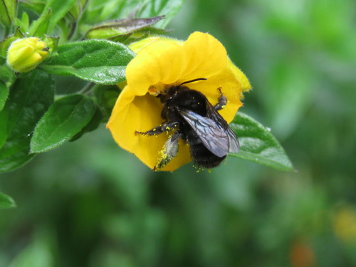 Streptosolen jamesonii