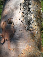 Bursera ariensis
