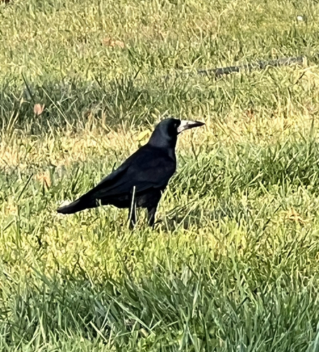 Corvus observed 2026-10-29