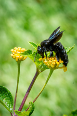 Xylocopa