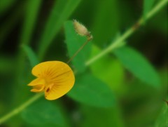 Crotalaria filipes