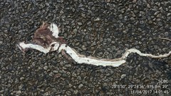 Psammophis brevirostris
