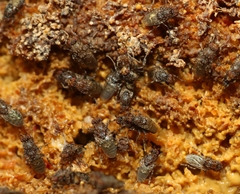 Poecilosomella