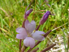 Epilobium gunnianum
