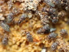 Poecilosomella