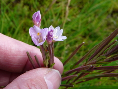 Epilobium gunnianum