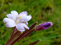 Epilobium gunnianum