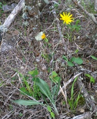 Pseudopodospermum strictum