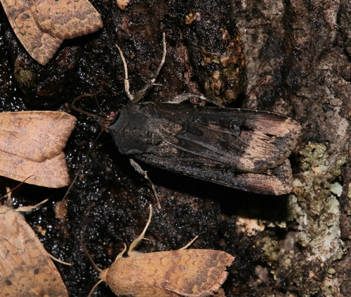 Agrotis ipsilon observed 2026-10-28