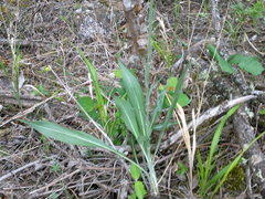 Pseudopodospermum strictum