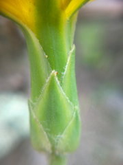 Pseudopodospermum strictum