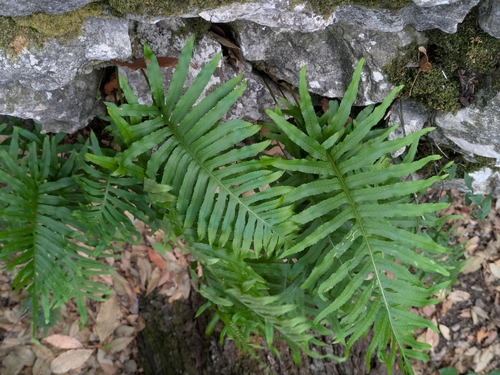 Polypodium vulgare observed 2026-10-29