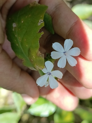 Plumbago zeylanica observed 2026-10-29