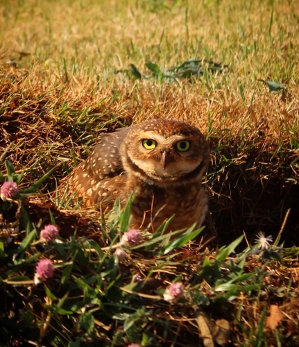 Athene cunicularia observed 2026-10-29
