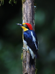 Melanerpes flavifrons